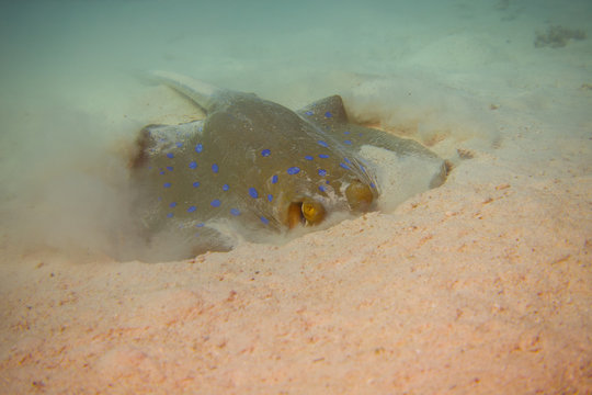 bluespotted stingray, Neotrygon kuhlii, Dasyatis kuhlii, also known as bluespotted maskray or Kuhl's stingray, is a species of stingray of the Dasyatidae family