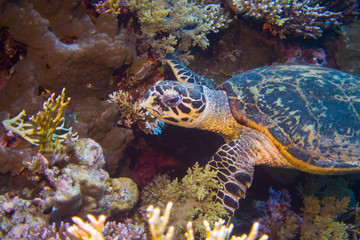 Fototapeta premium Egyptian Green Sea Turtle (Chelonia mydas) swims through the coral reef of the red sea, egypt deep south