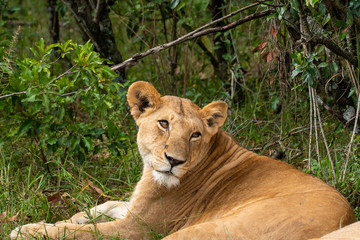 A lioness relaxing near a bush in the plains of africa inside Masai Mara National Reserve during a wildlife safari