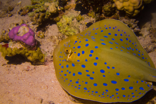 bluespotted stingray, Neotrygon kuhlii, Dasyatis kuhlii, also known as bluespotted maskray or Kuhl's stingray, is a species of stingray of the Dasyatidae family