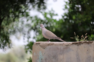 Indian morning white dove sitting