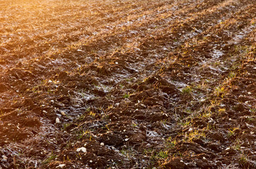 plowed frozen field in sunset light