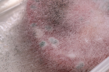 Fototapeta premium fluffy mold on red spoiled tomato