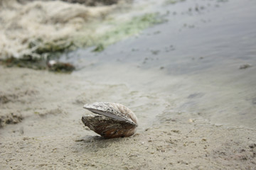 Shell lies on a sandy beach near the water. The background is blurred in the photo.