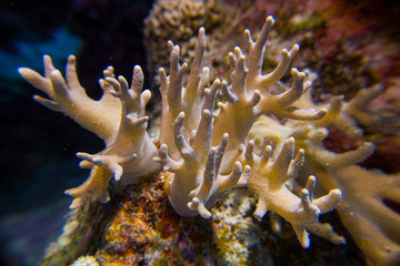 Beautifil coral reefs of the red sea underwater fotographie