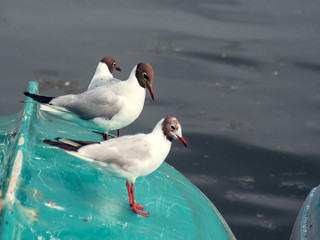 seagull on the beach