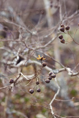 枯れた百日紅の実