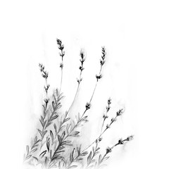 Lavender Flower Watercolor Drawing Illustration