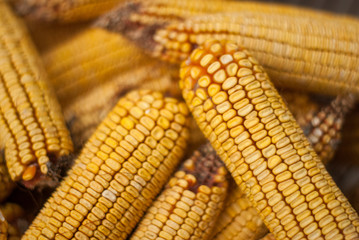 Corn texture. Yellow corns as background. Background of bulk of yellow corn grains. Shiny corns. Grains of ripe corn.