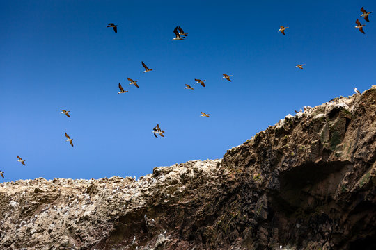 Many gulls in the sky above the rock, of Ballestas Islands in Paracas National park,Peru