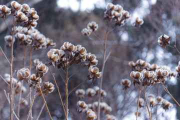 枯れた芙蓉の実