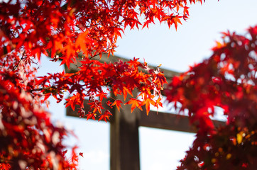 Red maple leaves in Japan