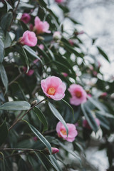 淡いピンクの椿2
