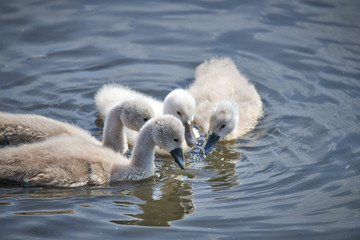 Young white swan chicks and adult swans on a lake in spring in Europe