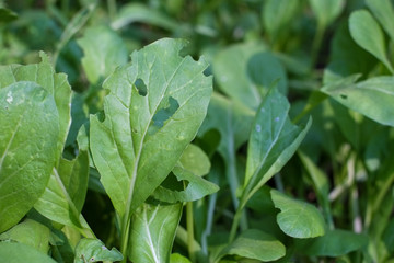 Leaves of the cantonese tree that have been eaten by pests in garden