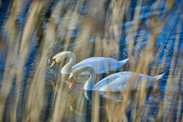 A pair of beautiful white swans on a lake in Europe in spring