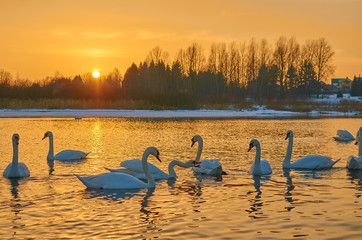 Swans at sunset in the middle of a lake in winter in Europe