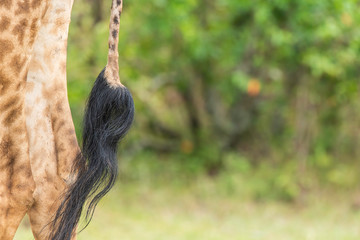 Closeup of Giraffe legs as they were walking in the grasslands of Masai Mara National Reserve during a wildlife safari