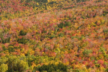 Fall Faliage in New England