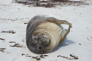 Recently weaned Southern Elephant Seal pup (Mirounga leonina) on the coast of Sea Lion Island in...