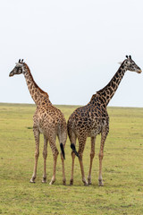 Two Giraffes fighting for a right to mate in the plains of Africa inside Masai Mara National...