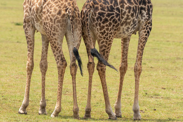 Naklejka na ściany i meble Closeup of Giraffe legs as they were walking in the grasslands of Masai Mara National Reserve during a wildlife safari