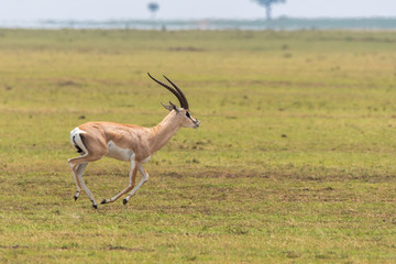 A thompsons gazelle running in the plains of Masai mara National Reserve during a wildlife safari