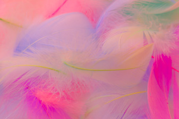 Fototapeta na wymiar Beautiful abstract blue orange green yellow and purple feathers on white background and soft white pink feather texture on pink theme, colorful background, colorful feather, love valentine day 