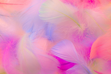 Fototapeta na wymiar Beautiful abstract blue orange green yellow and purple feathers on white background and soft white pink feather texture on colorful pattern, colorful background, colorful feather