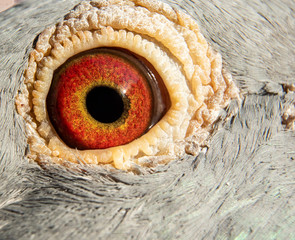 close up detail of speed racing pigeon eye