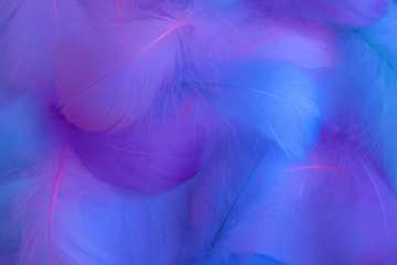 Beautiful abstract purple and blue feathers on white background and soft white pink feather texture on colorful pattern, colorful background, colorful feather