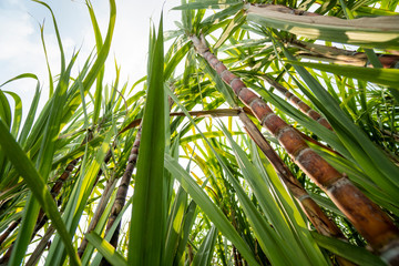Obraz na płótnie Canvas Sugarcane planted to produce sugar and food. Food industry. Sugar cane fields, culture tropical and planetary stake. Sugarcane plant sent from the farm to the factory to make sugar.