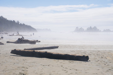 misty scenic panorama view over beach with trunks and wood at Tofino Vancouver island , North Chesterman