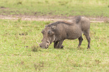 A warthog grazing on the grass sitting on front leg inside Masai Mara National Reserve during a wildlife safari
