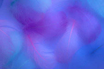 Beautiful abstract purple and blue feathers on white background and soft white pink feather texture on colorful pattern, colorful background, colorful feather