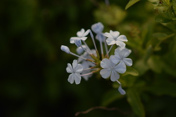 Obraz na płótnie Canvas white flower in garden