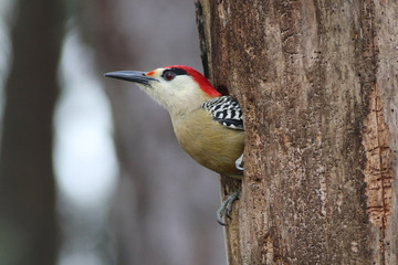 West Indian Woodpecker Melanerpes superciliaris, bird on the nest