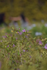 flowers in the garden