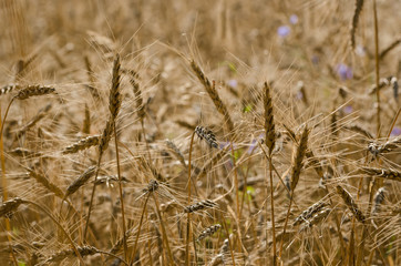 AGRICULTURE -  Ripe ears of grain on the field