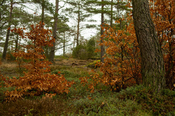 A photograph from inside of the forest where you can see both deciduous trees and pine
