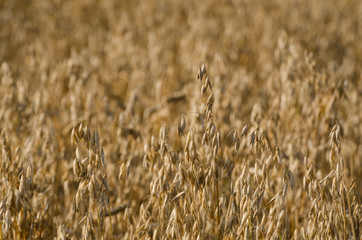 AGRICULTURE -  Ripe ears of oat on the field