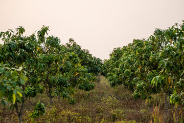 Fototapeta na wymiar Green mangoes on the tree. Mango trees growing in a field in Asia. Mangoes fruit plantation. Delicious fruits are rich in vitamins.
