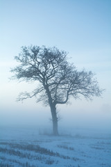 A lonely tree standing tall in a field surrounded by early morning fog