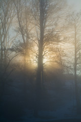 Vertical photo of a sun rising in the morning behind the trees in a forest during the winter time in sweden