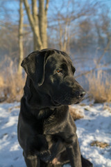 Portrait of a black labrador dog looking to the side with a wintery background