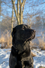 Portrait of a black labrador dog looking into the distance with a wintery background