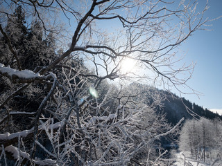 霧氷　冬の自然風景