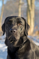 Portrait of a black labrador dog looking straight into the camera with a wintery background