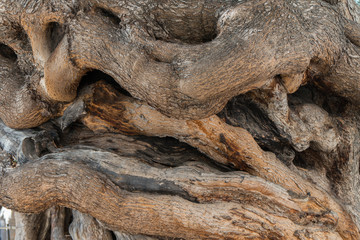 olive tree bark