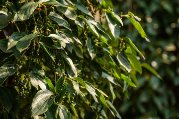 Fototapeta premium Black pepper plants growing on plantation in Asia. Ripe green peppers on a trees. Agriculture in tropical countries. Pepper on a trees before drying.